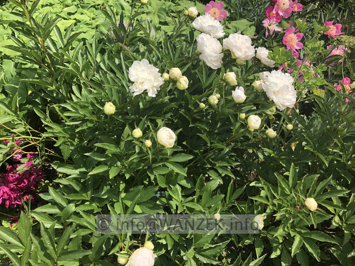 Paeonia lactiflora Emmchen 01.JPG